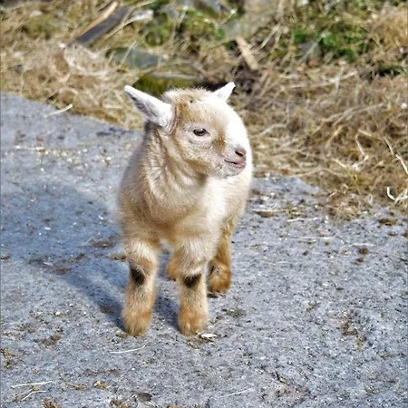 Mountain Farm On Farm In Village Centre *